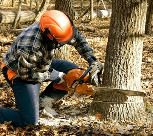 Tree Removal in Kaw City, OK